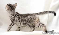 silber rosetted Bengal